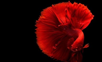 Fish over black